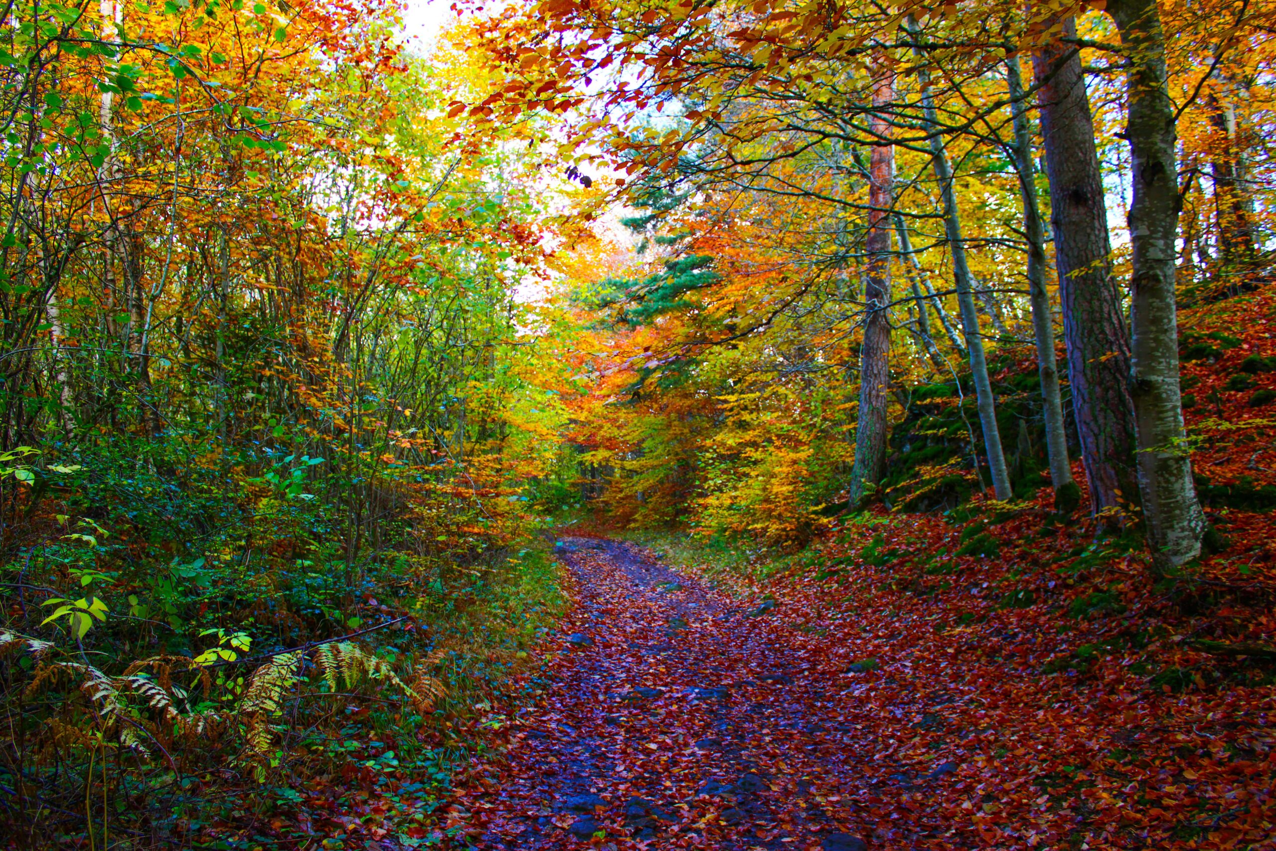 Couleurs D'automne Variés D'une Forêt Mixte Dans La Région De La