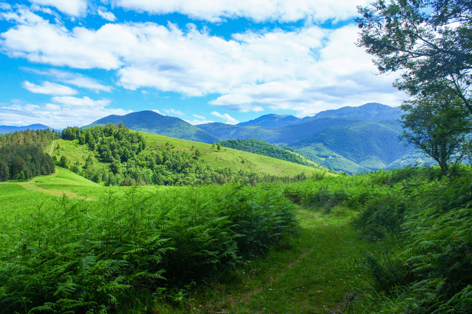 Dans le secteur du cap det Hours, nous nous frayons un chemin parmi les fougères