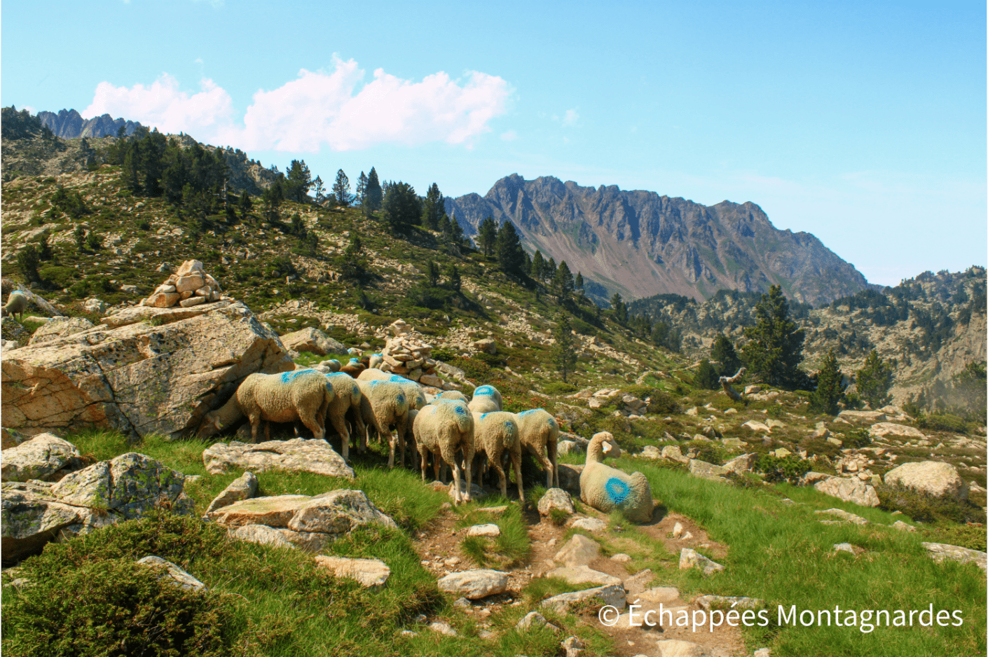 Brebis près du refuge