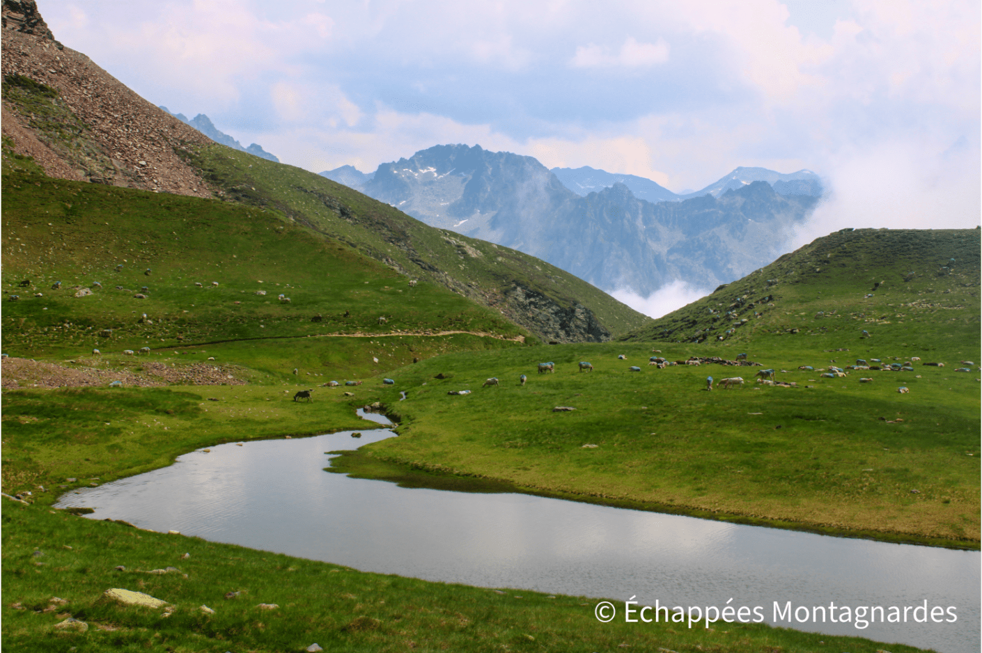 Brebis en estive dans un cadre magnifique