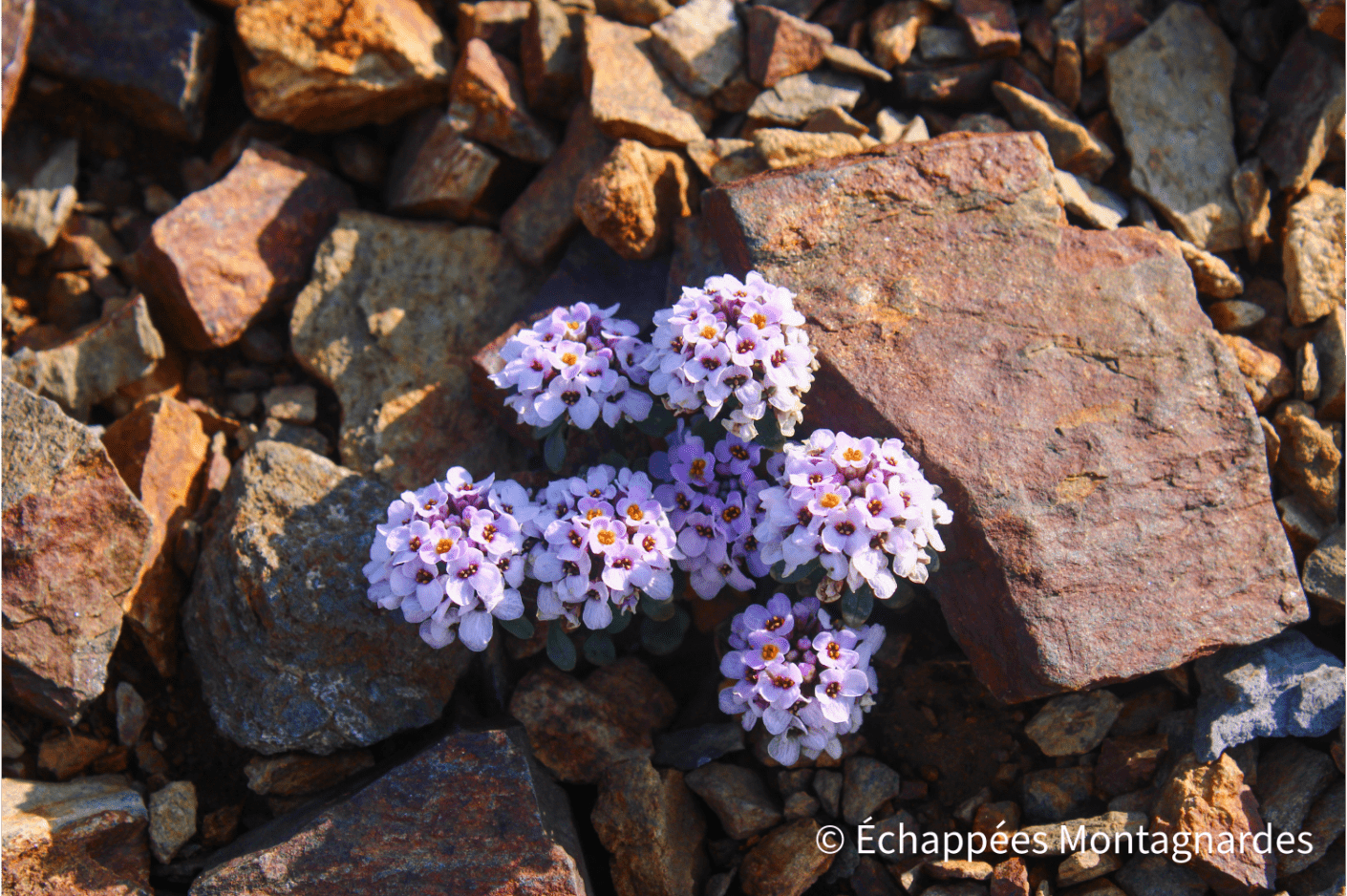 Fleurs de haute montagne