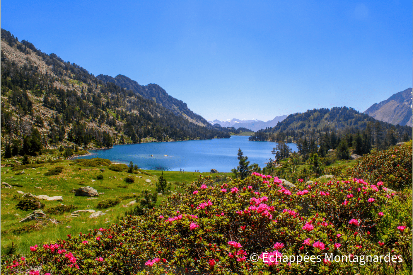 Rhododendrons devant le lac d'Aumar