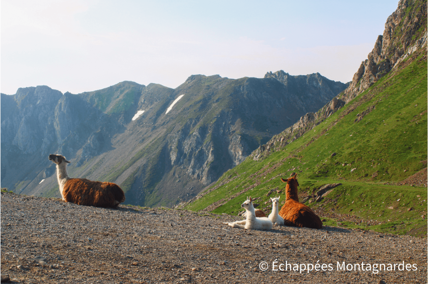 Lamas sur le chemin du Tourmalet