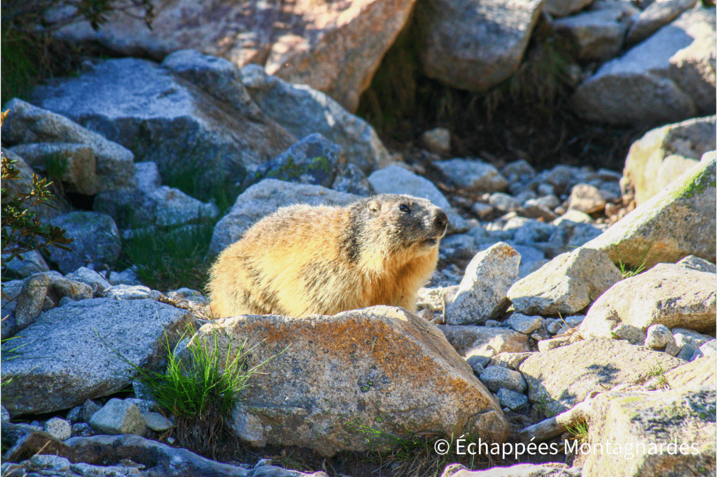 Une marmotte profite du soleil du matin de ce deuxième jour