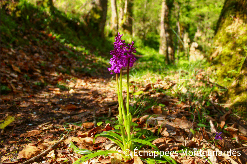 C'est le printemps ! Comme de multiples espèces végétales, les orchidées sauvages sont de sortie