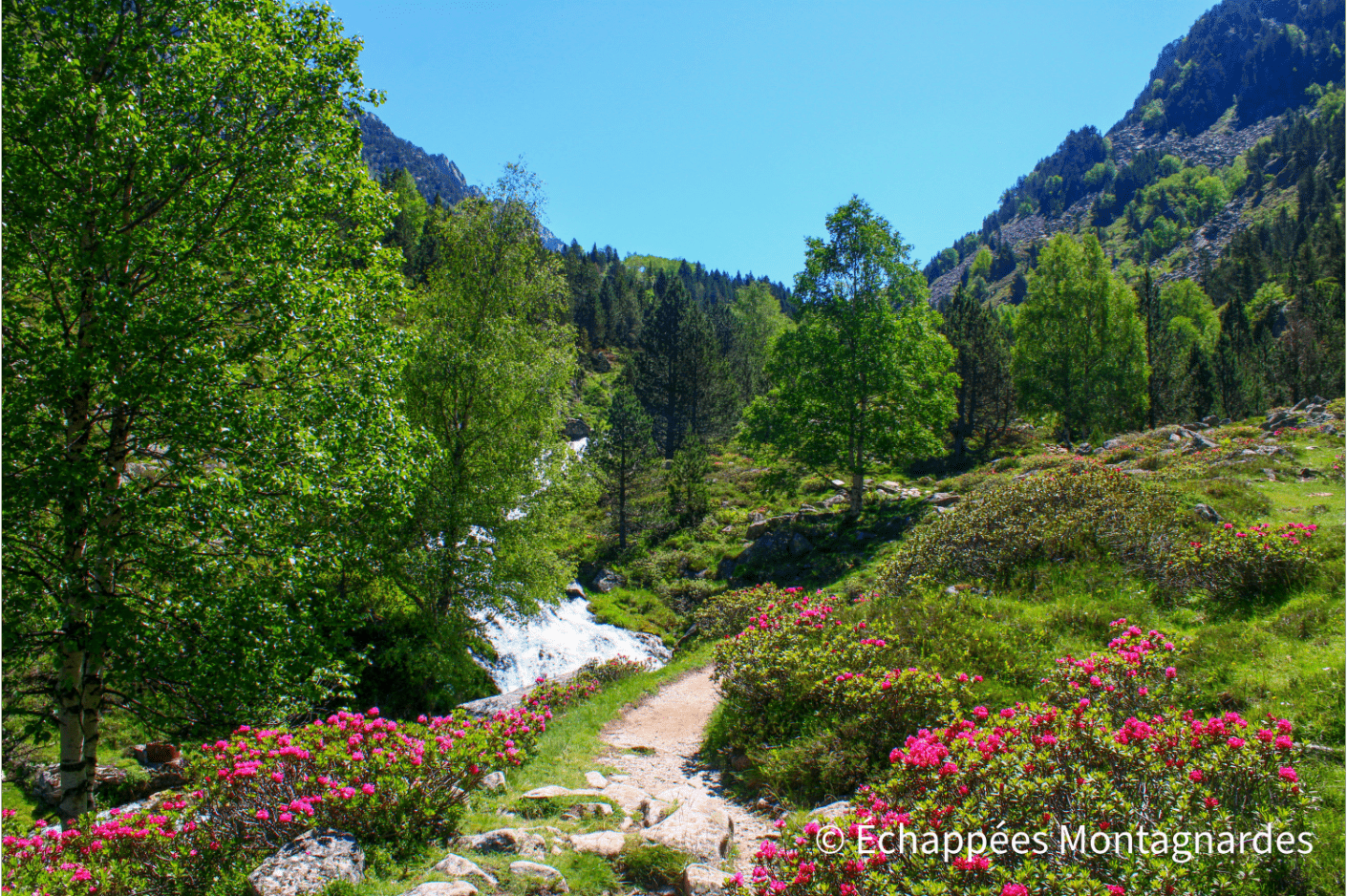 Ruisseau dets Coubous et rhododendrons