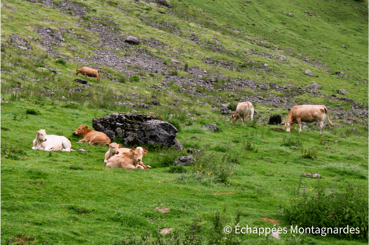 Les vaches n'ont que faire du brouillard !