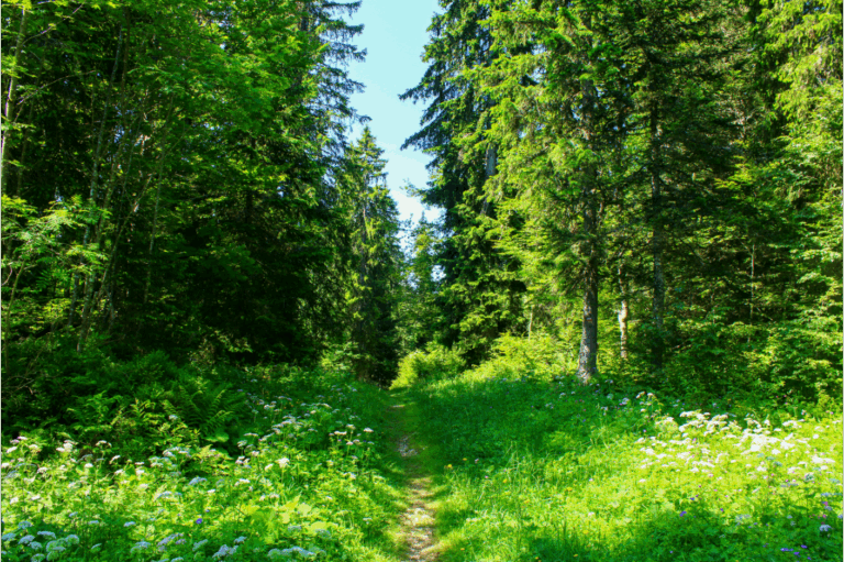 Forêt du Massacre