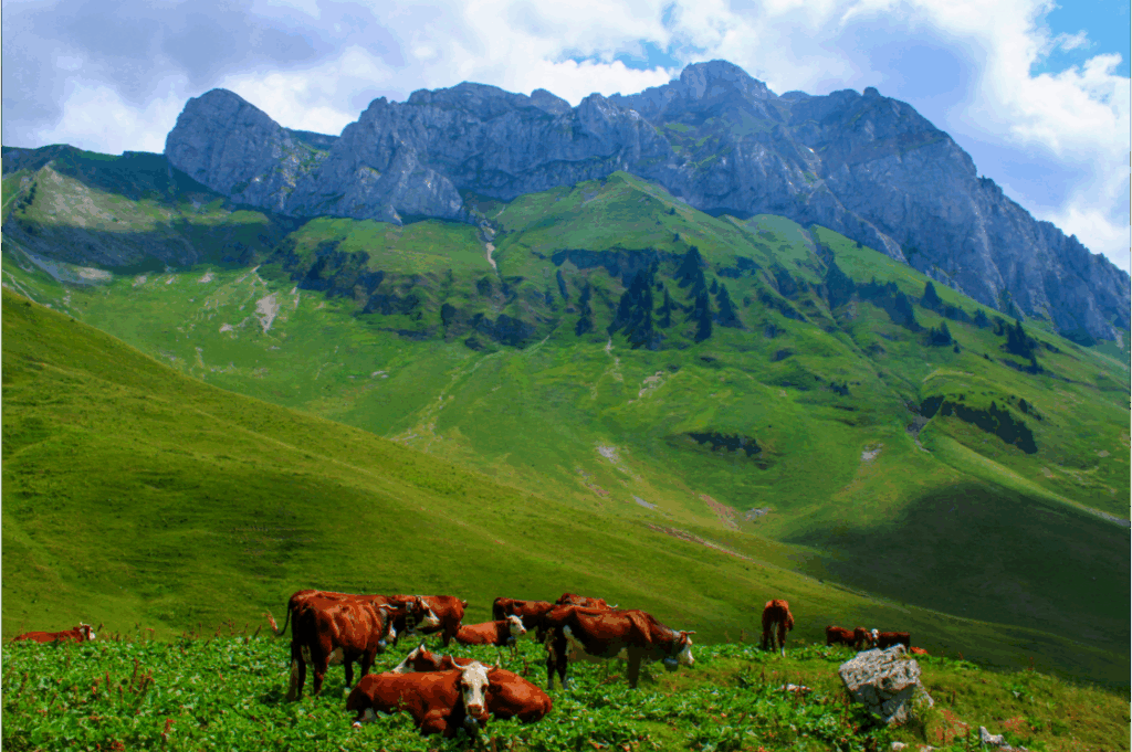 Les majestueuses Cornettes de Bise