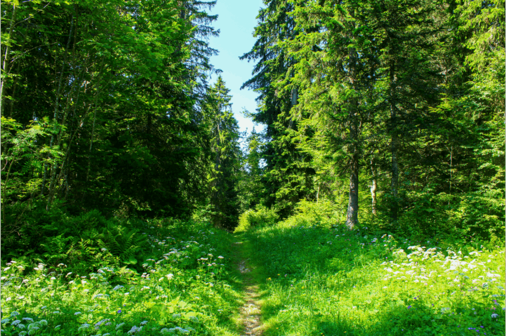 Forêt du Massacre