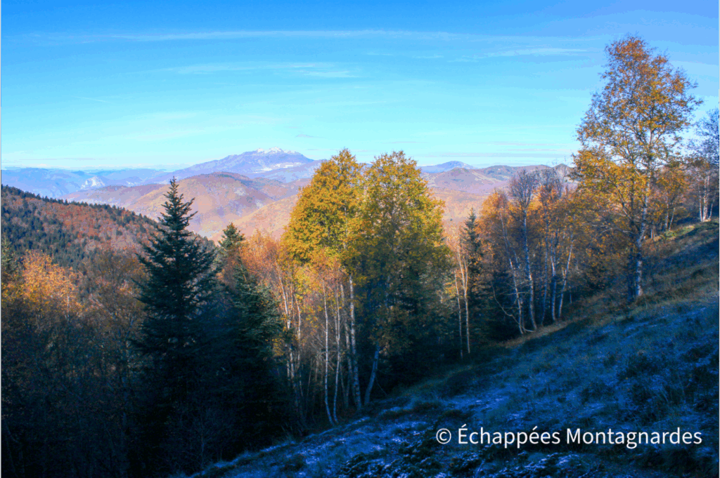 Au-dessus des bois, l'horizon s'ouvre sur les montagnes ariégeoises