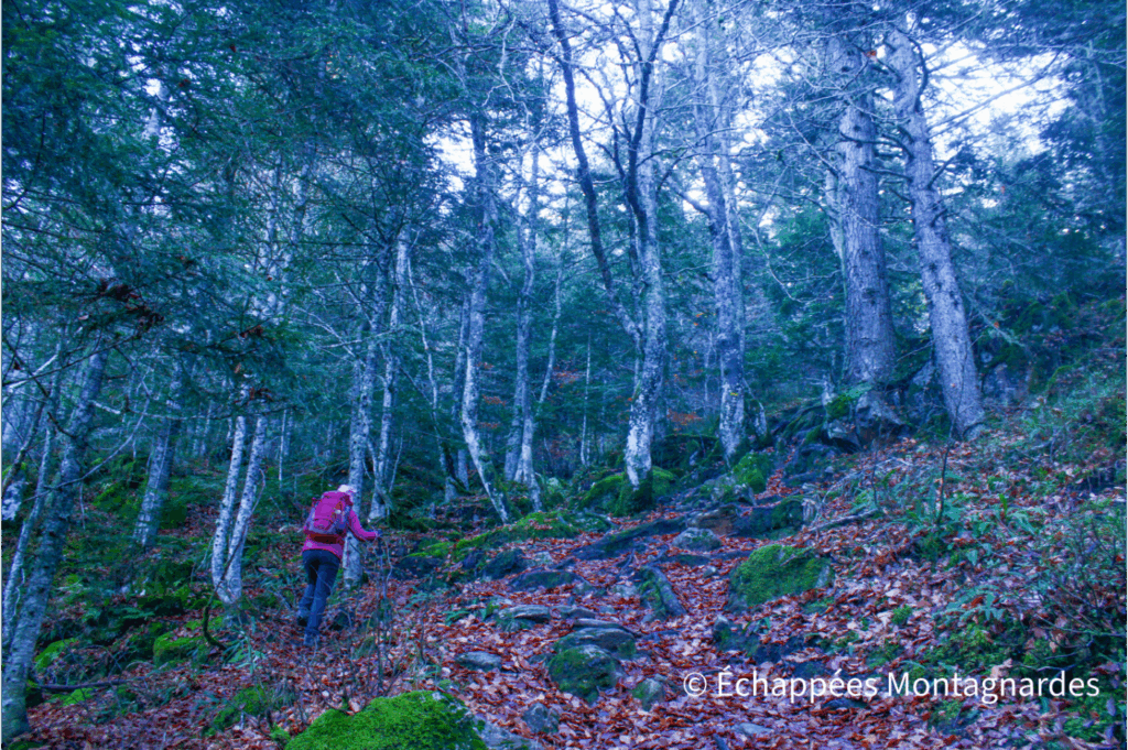 Jolie montée, déjà raide, dans la forêt
