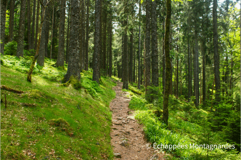 Forêt des Vosges, GR® de Pays de la Déodatie - boucle nord