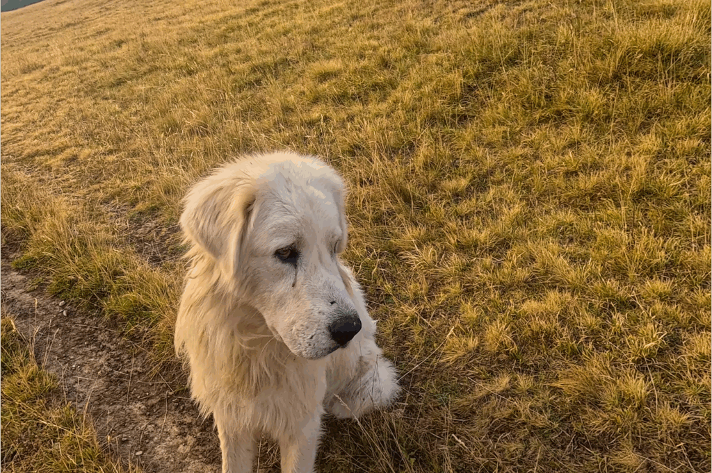 Un patou rencontré dans le Mercantour. Après m'avoir identifié, il s'est assis à côté de moi et n'a plus bougé.