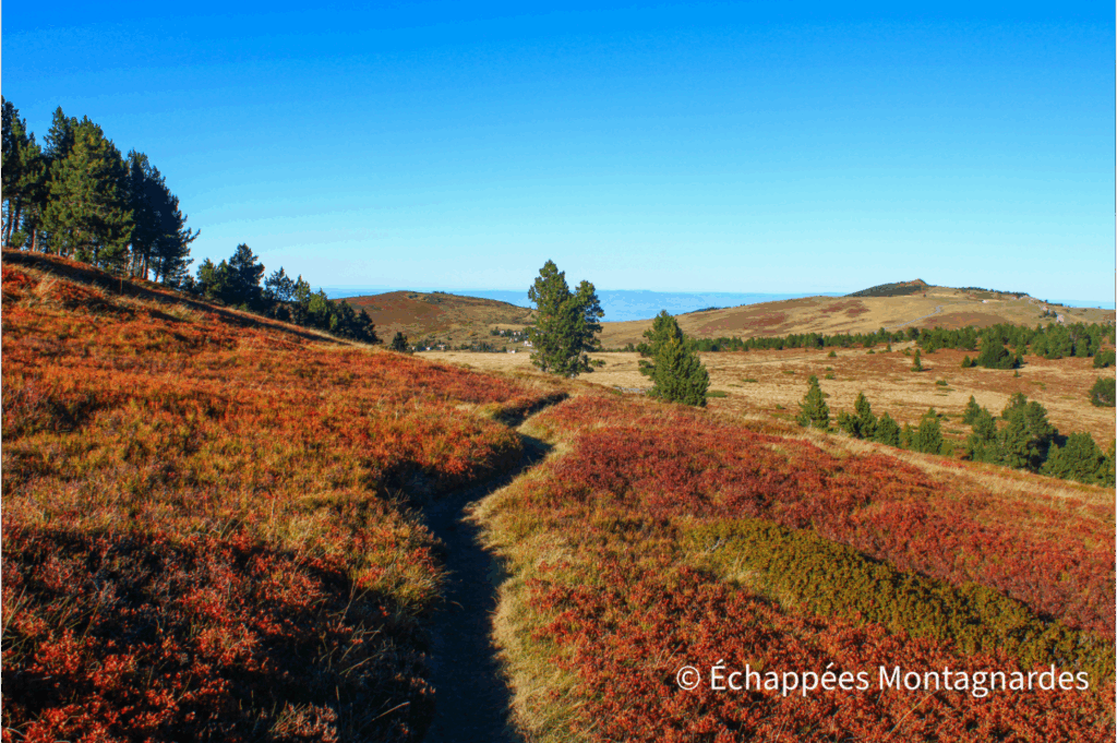 Fin de randonnée sur un joli sentier en direction du col de Pailhères, dans les bruyères et les myrtilliers