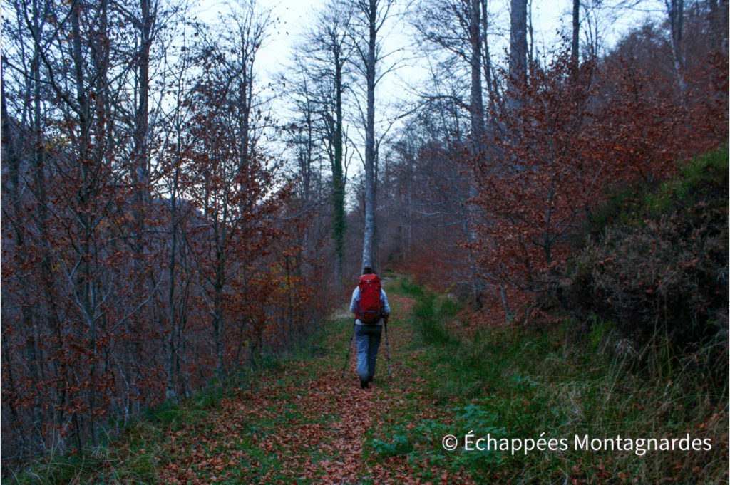 Calabasse - fin de randonnée en forêt
