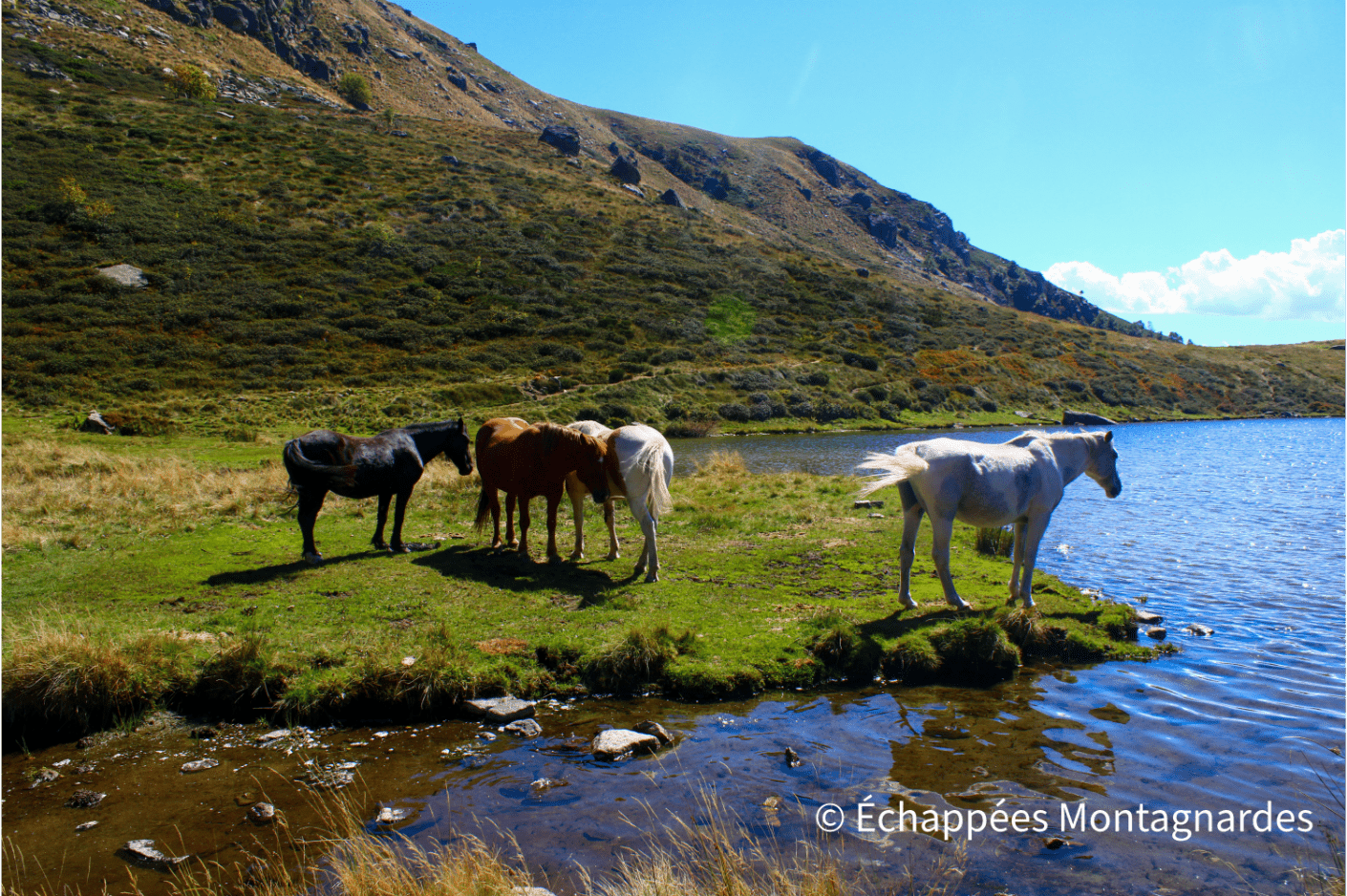 Etang d'Appy chevaux