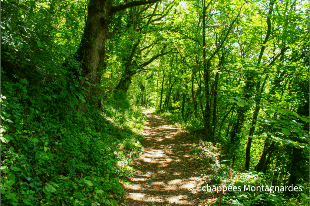 GR du Jura : photo du GR65 en forêt