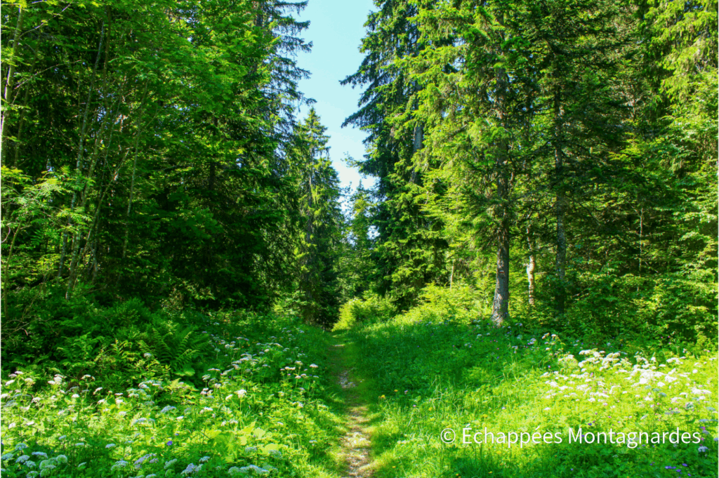 GR du Jura : photo du GR509 - GTJ