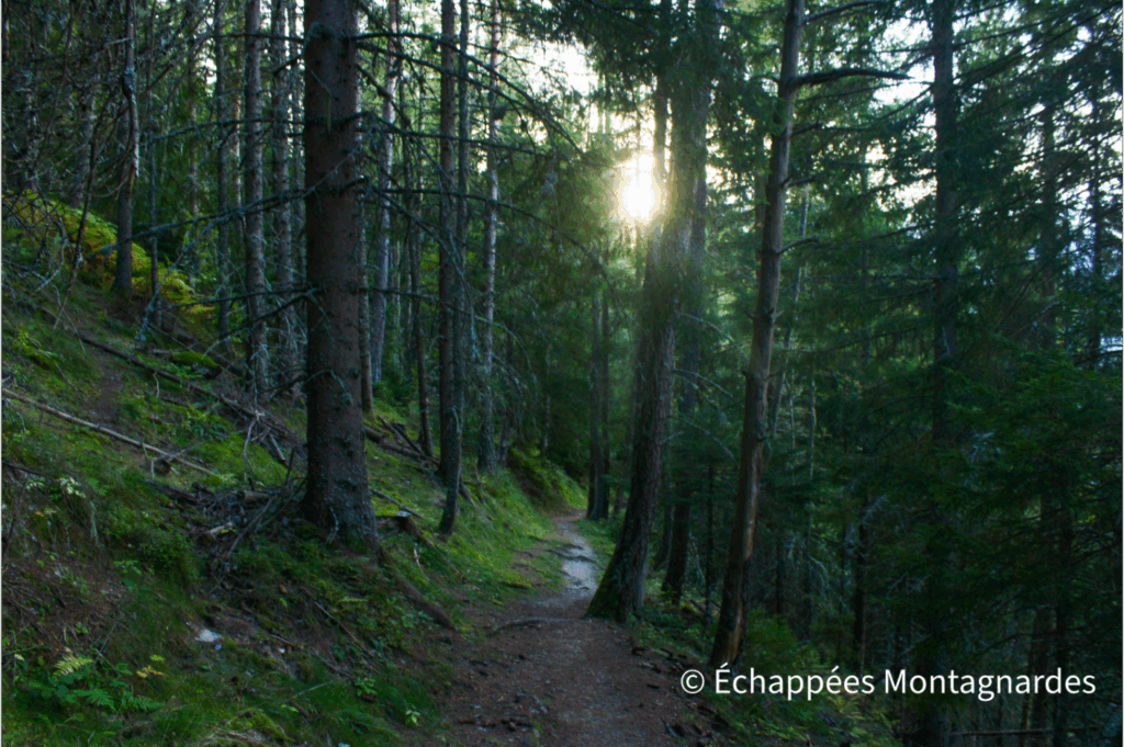 Pique d'Endron GR10 forêt