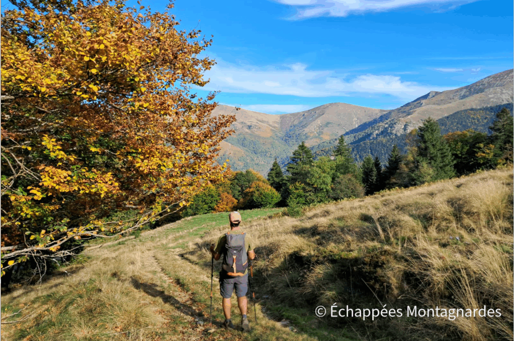 Pique d'Endron descente forêt