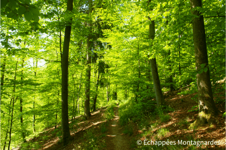 sentier forestier gr53
