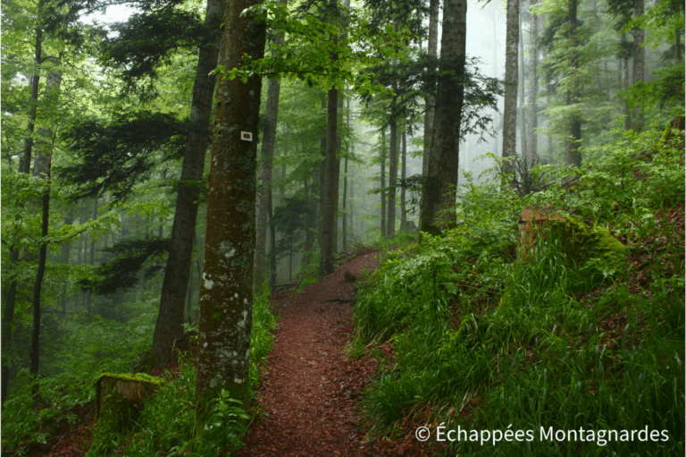 Ambiance brumeuse et merveilleuse dans les forêts vosgiennes par temps de brouillard