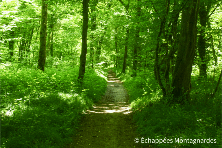 Dans le bois de Châtenois-les-Forges gr5 belfort