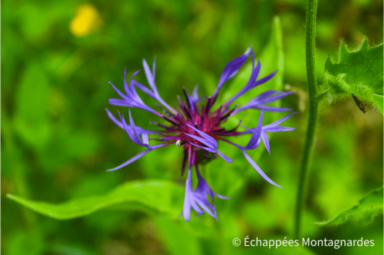 Centaurée des montagnes parc naturel régional des Ballons des Vosges