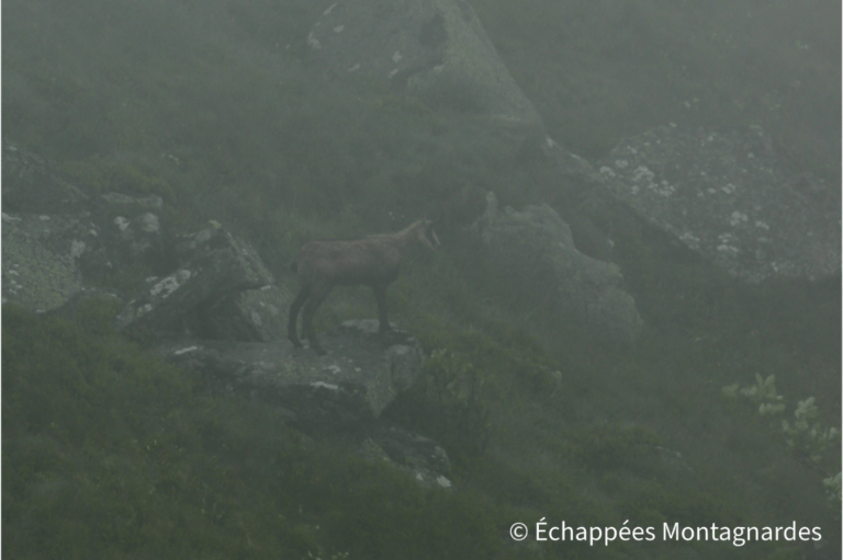 Chamois dans le brouillard près du Hohneck