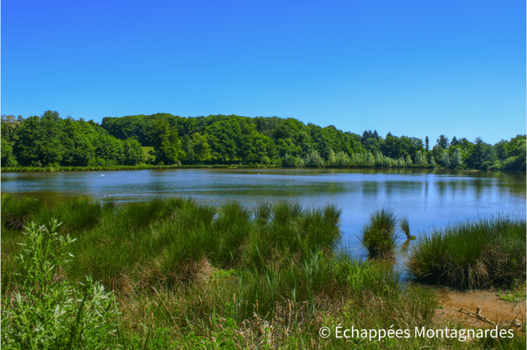 Etang de la Courbe Chaussée - Malsaucy