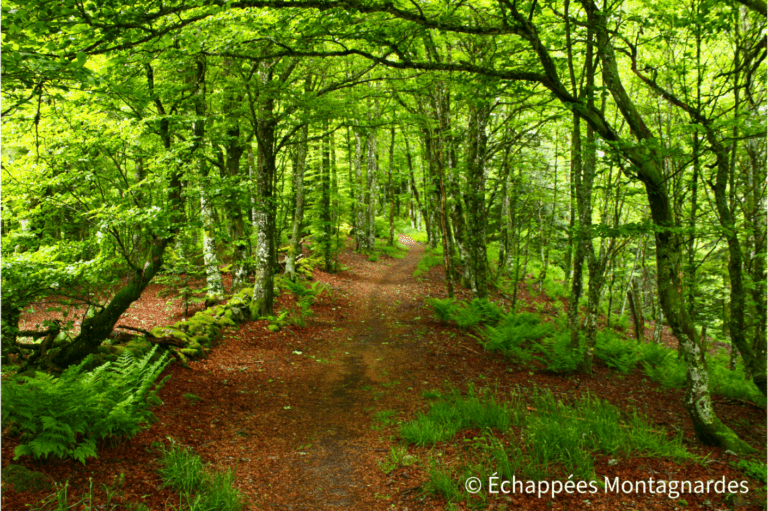 Superbe sentier en forêt près du col des Perches