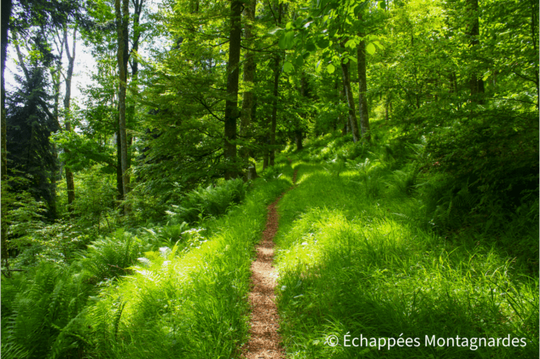gr5 forêt domaniale de Herrenberg