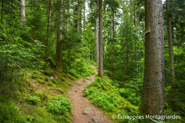 forêt vosgienne gr5