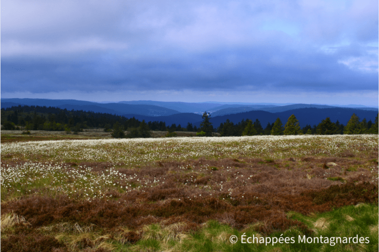 Hautes Chaumes - réserve naturelle du Tanet-Gazon-du-Faing