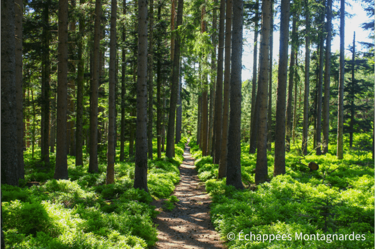 Sentier forestier Ribeauvillé