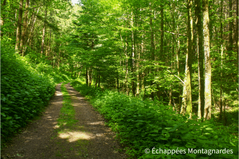 chemin forestier traversée des Vosges