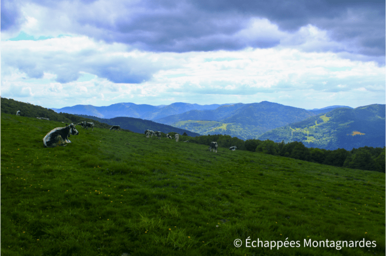 Vaches vosgiennes col d'Hahnenbrunnen