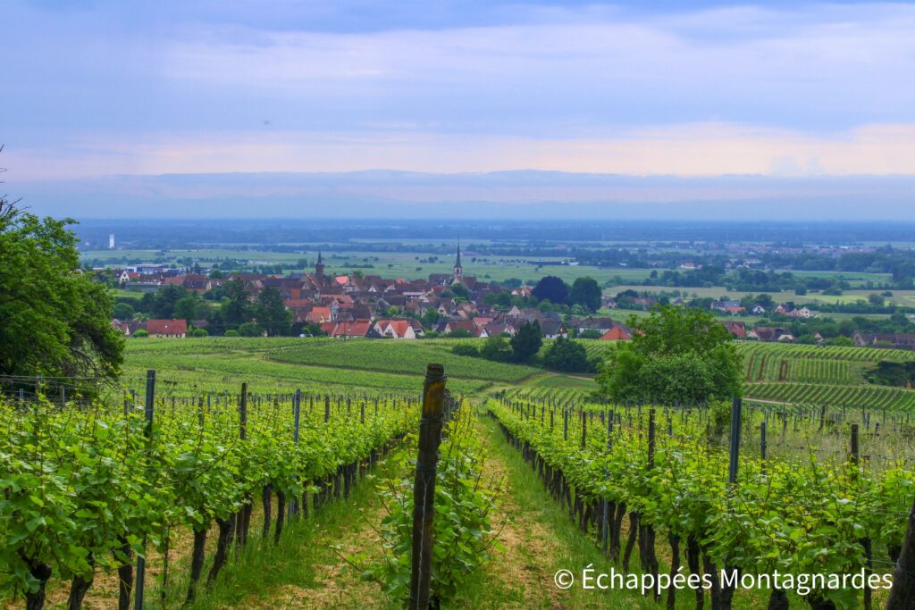 Paysage vosgien - vignes et plaine d'Alsace