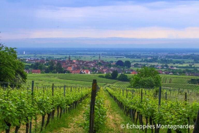 Paysage vosgien - vignes et plaine d'Alsace