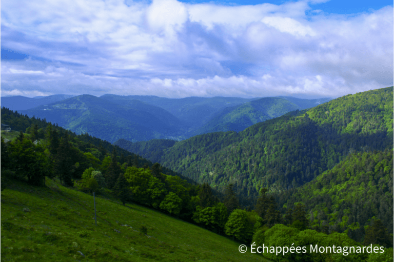 Panorama vosgien depuis le GR®5 - Petit Hohneck