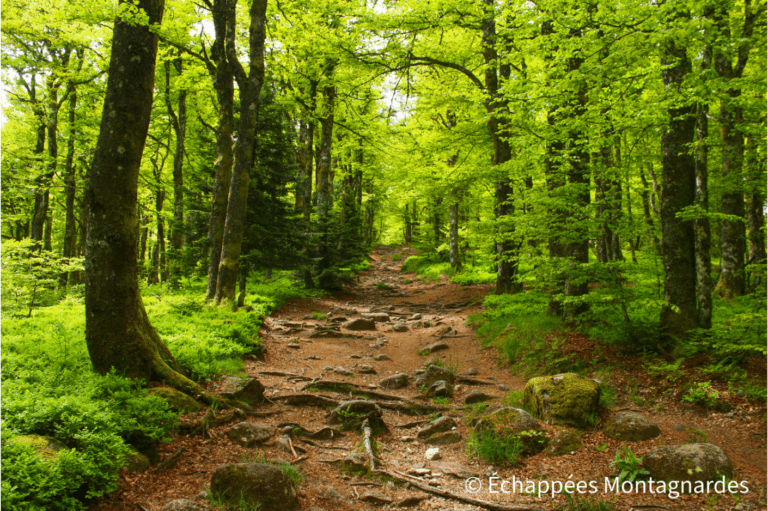 forêt GR®5 Tanet Gazon du Faing