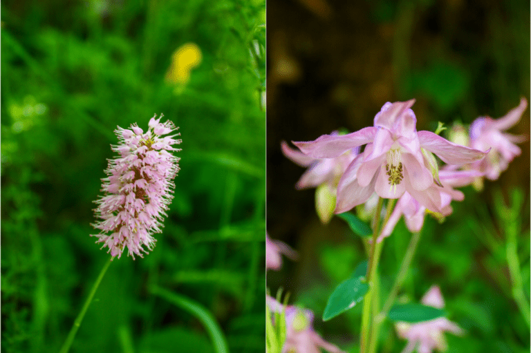 Renouée bistorte et Ancolie rose - pnr des ballons des Vosges