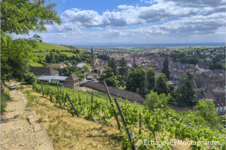 Ribeauvillé - le gr5 dans les vignes