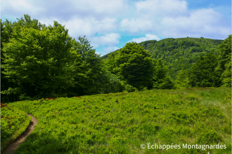 Ronde Tête (1117 m), au pied du Ballon d'Alsace