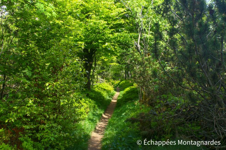 sentier forêt Hohwald Vosges