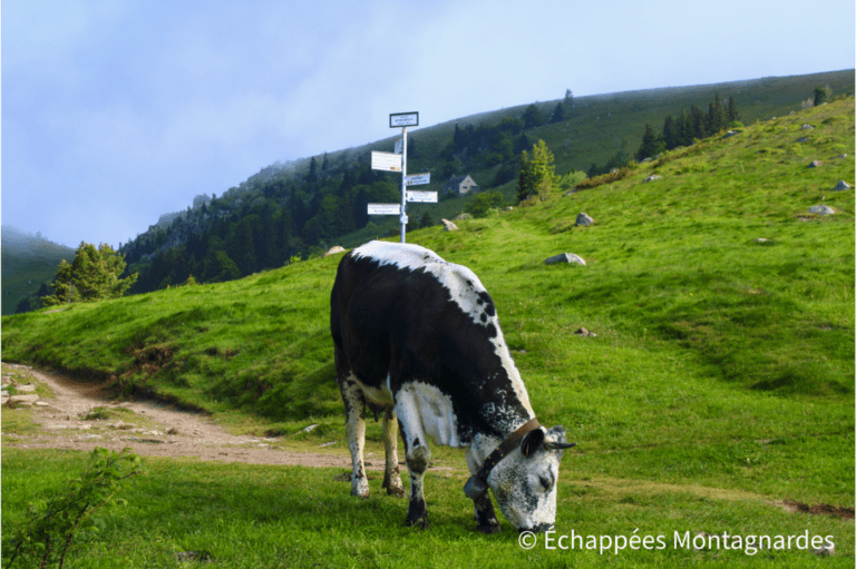 Vache vosgienne