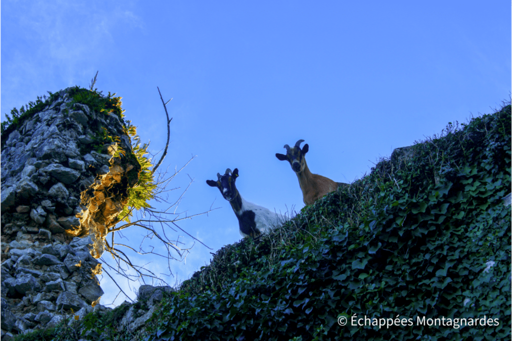Le château est gardé par... un troupeau de chèvres !