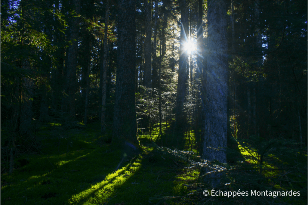 Soleil en forêt, Pilat