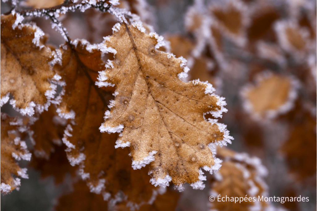 Feuille de chêne givrée, Pilat
